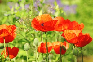 Poppy Garden